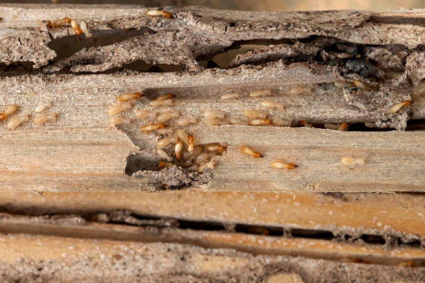 Best Emergency Pest Control  in Browns Point, WA